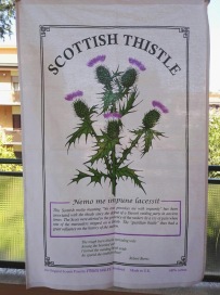 Scottish Thistle. On 'loan' from Andrew